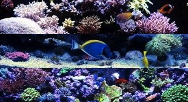 All Aquariums