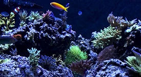 Featured Aquariums