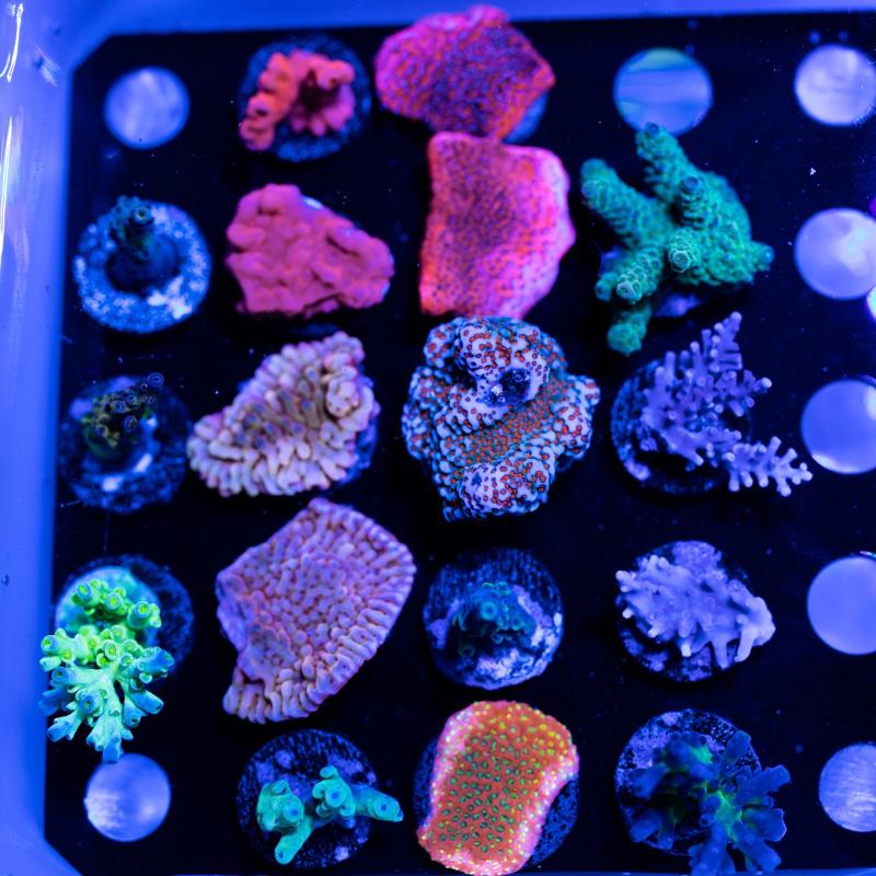 Treasure Corals