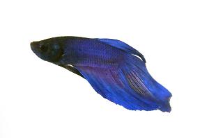 Betta Thumbnail