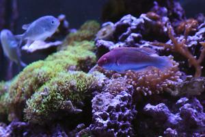 Bluehead Fairy Wrasse Thumbnail