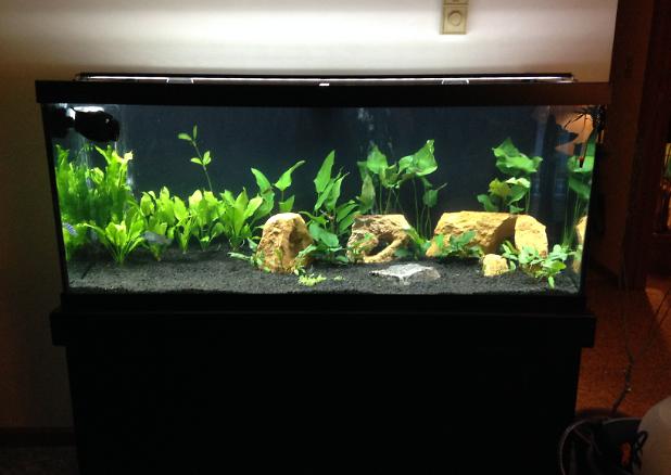 75G  Freshwater