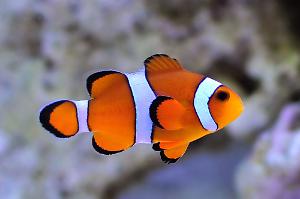 Ocellaris Clownfish Thumbnail