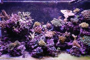 Reef 600 SPS Thumbnail