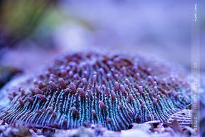 Plate Coral Short Tentacle Thumbnail