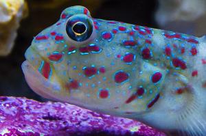 Pink Spotted Watchman Goby