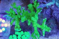 Branched Montipora Coral