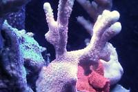 Branched Montipora Coral