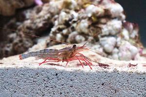 Peppermint Shrimp Thumbnail