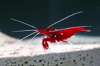 Blood Red Fire Shrimp Thumbnail