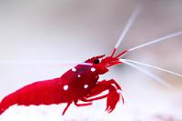 Blood Red Fire Shrimp