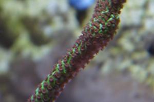 Montipora confusa Thumbnail