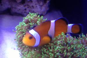 Ocellaris Clownfish Thumbnail