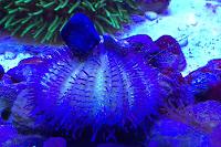 Blue Tuxedo Urchin