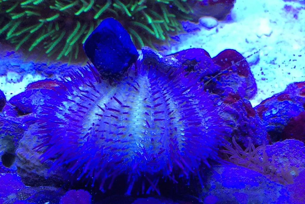 Blue Tuxedo Urchin