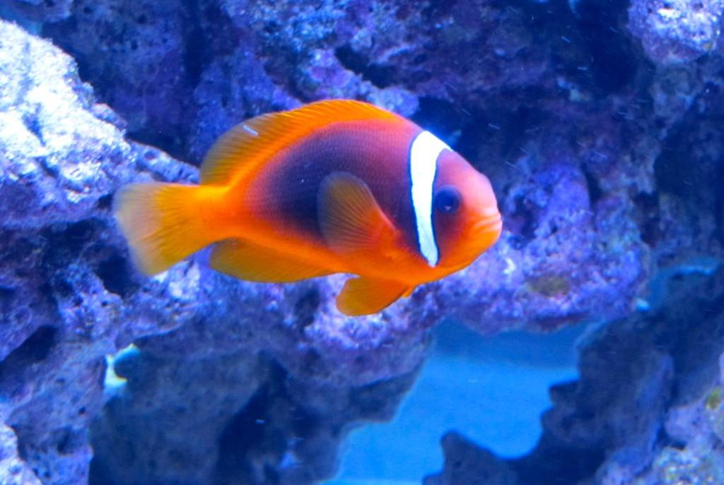 Cinnamon Clownfish