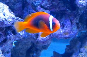 Cinnamon Clownfish Thumbnail