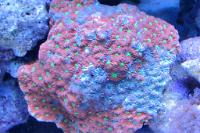 Brain Coral Favites Thumbnail