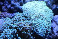 Hammer Anchor Coral Thumbnail