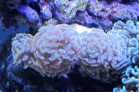 Hammer Anchor Coral Branching Thumbnail