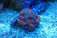 Acanthastrea