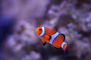 Ocellaris Clownfish Thumbnail