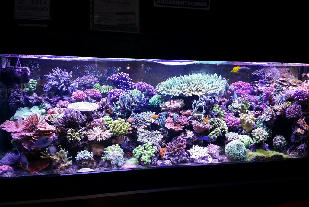 Pino Reef