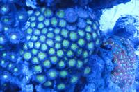 Zoanthid Thumbnail