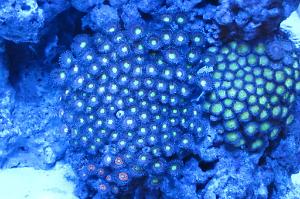 Zoanthid Thumbnail