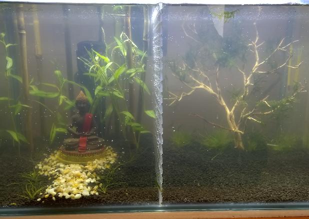 Office Betta Aquarium