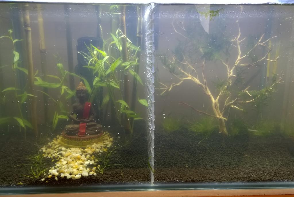 Office Betta Aquarium