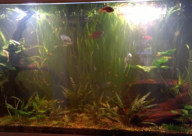 LoungeRoom Aquarium