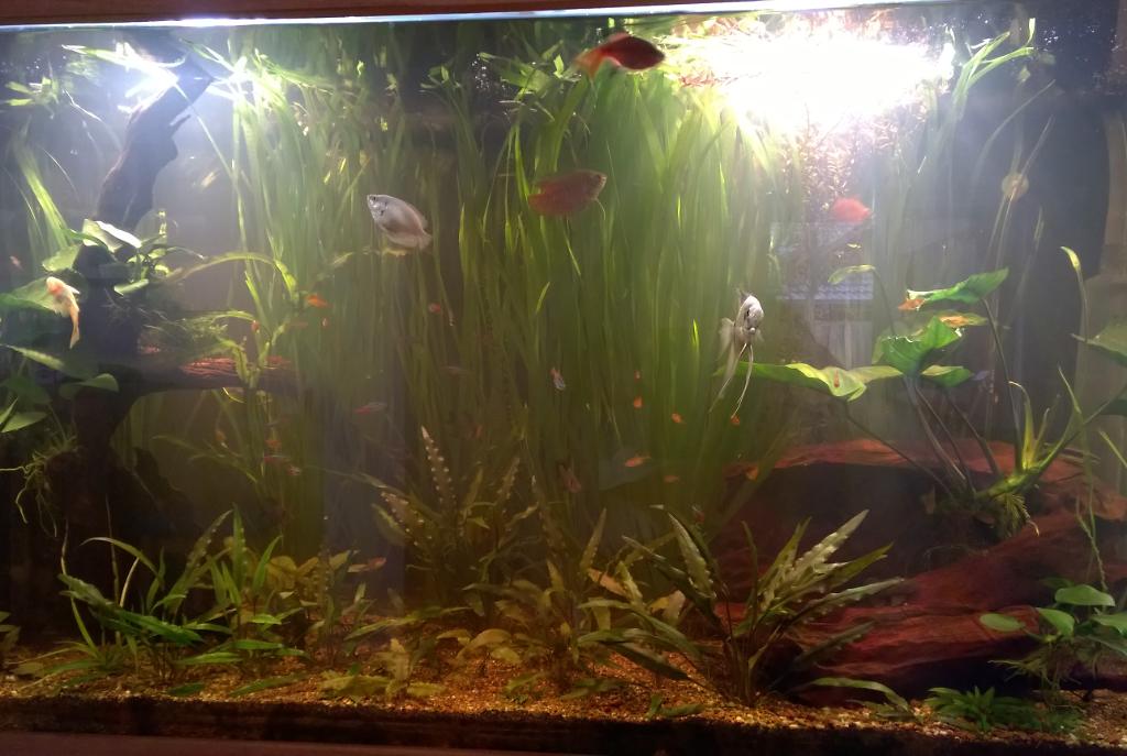 LoungeRoom Aquarium