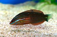 Hoeven's Wrasse Thumbnail