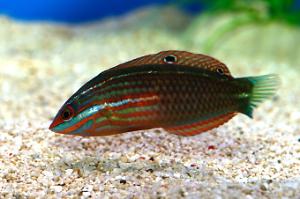 Hoeven's Wrasse Thumbnail