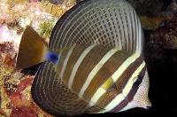 Sailfin Tang Thumbnail