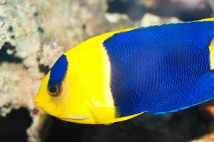 Bicolor Angelfish Thumbnail