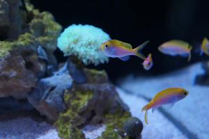 Bartlett's Anthias Thumbnail