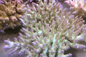 Acropora deswalli Thumbnail