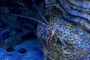 Red Line Cleaner Shrimp Thumbnail