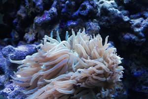 Elegance Coral Thumbnail