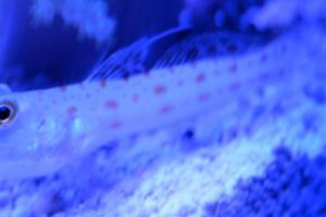 Orange Spotted Goby Thumbnail