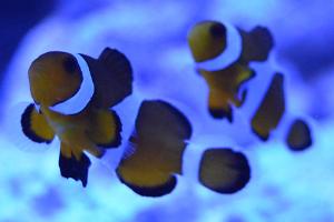 Ocellaris Clownfish Thumbnail