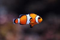 Ocellaris Clownfish