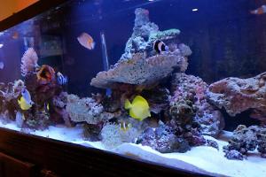 125 Gallon Display Tank Thumbnail