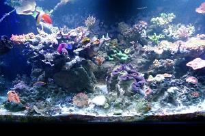 My 120g Reef Thumbnail