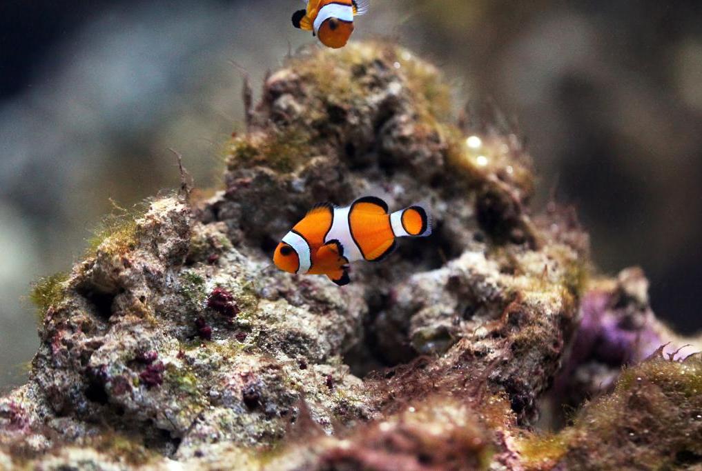 Ocellaris Clownfish