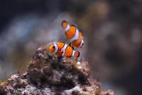 Ocellaris Clownfish