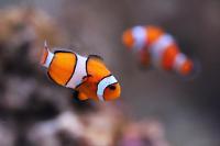 Ocellaris Clownfish