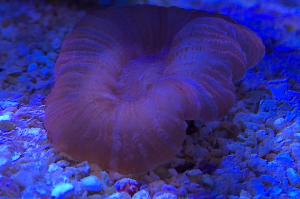 Brain Coral Trachyphyllia Thumbnail